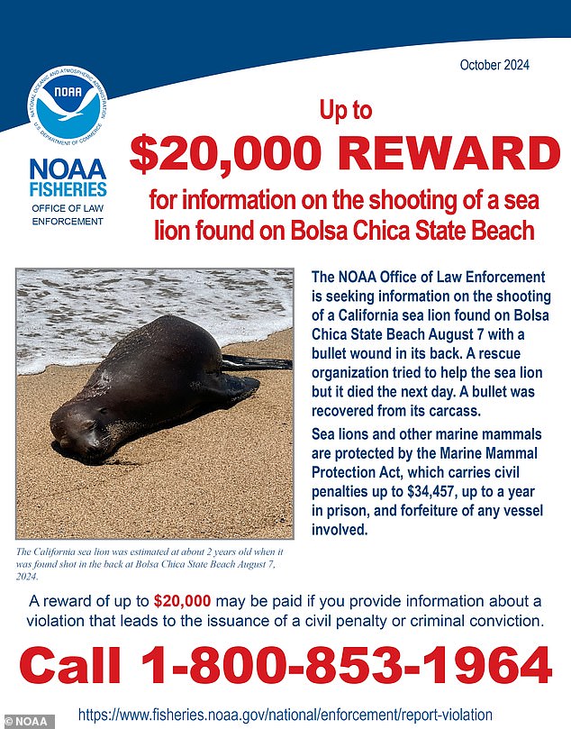 NOAA is offering a $20,000 prize for information about the sea lion's killer