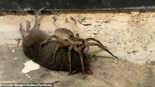 When they opened the front door, they came face to face with one of the largest spider species in the US, with an 'unusual' victim in its jaws