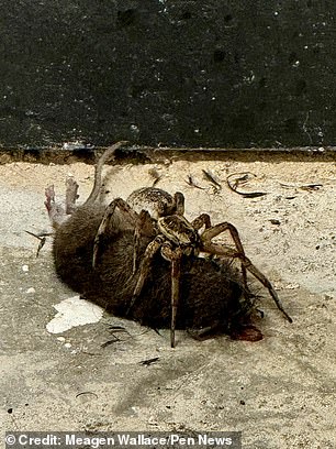 Ms Wahlberg said the spider could have scavenged the prey of another animal, but most likely killed the mouse itself