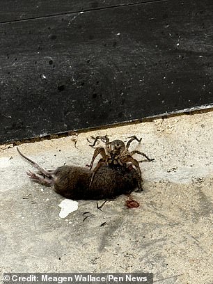 Texas arachnologist Ashley Wahlberg, known as the 'Spider Lady', said it was a wolf spider of the genus Hogna - one of the largest found in the US