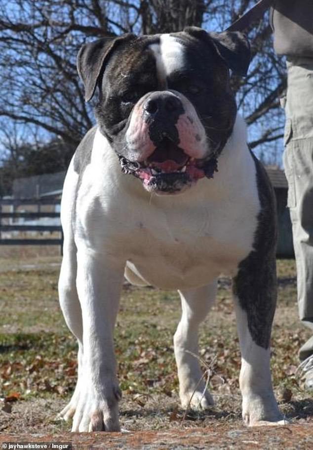 Several puppies were eaten by Sookie the bulldog before the savage attack on a woman. STOCK IMAGE (NOT SOOKIE)