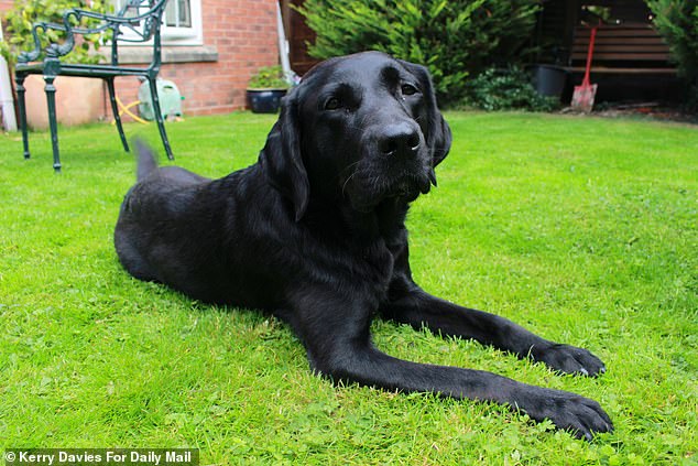 Yuko, whose name means 'merciful child' in Japanese, came to Britain from Japan at just five months old, as the Guide Dogs team watched her grow from a little puppy to the mother she is today.