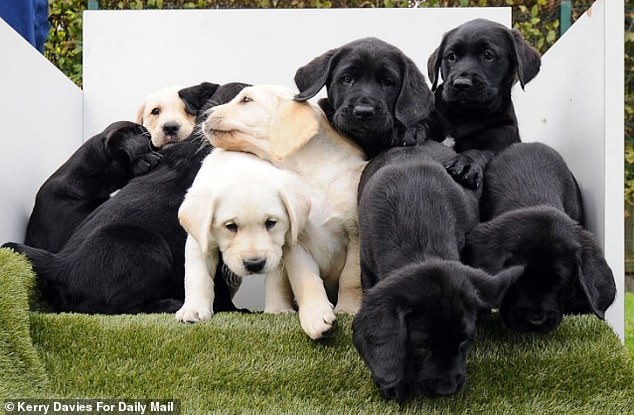 Now two years old, Yuko has given birth to her first litter of nine puppies, the father of which is a British Golden Retriever