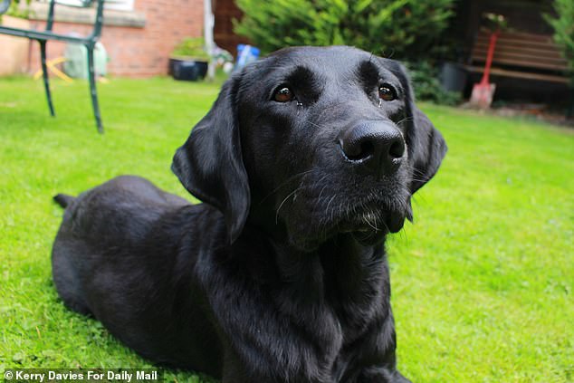 Yuko's arrival in Britain was made possible by the charity's international breeding programme