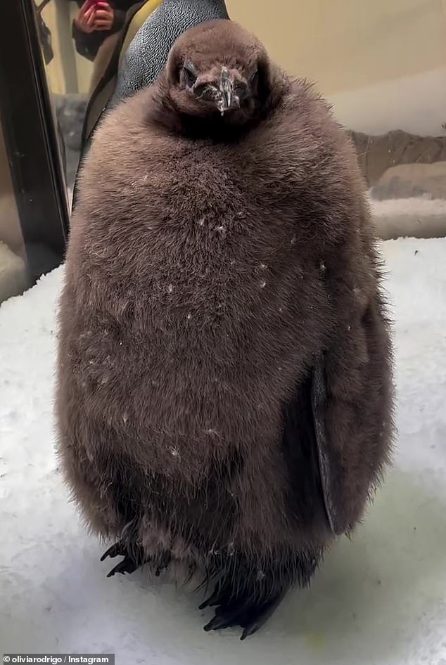 Animal lovers around the world are stunned by the astonishing size of Pesto, a penguin chick that weighs a whopping 23kg (pictured)