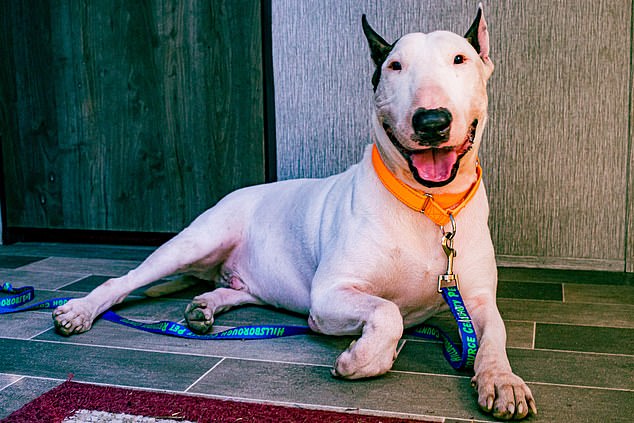 A bull terrier-type dog named Trooper captured the internet's heart after he was found tied to a pole in a pool of water near Tampa as the hurricane raged