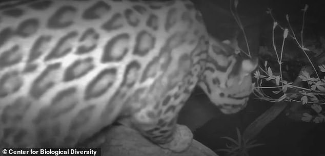 Another image shows the wildcat standing on what appears to be a branch looking down at the mountainous terrain