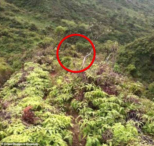 One of the last photos Pua sent to his family was taken on the Kulana'ahane Trail, where they later realized had a mysterious humanoid figure crouching among the bushes.