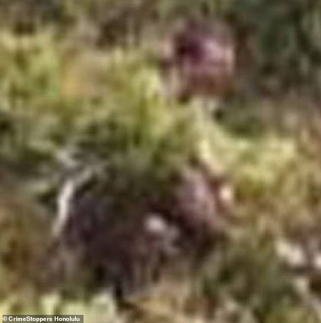 A grainy photo that Pua shared before he disappeared shows the shadow of a man in the distance