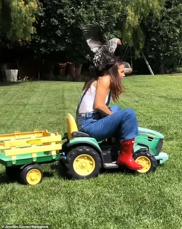 The first clip starts off sweetly with soft acoustic music in the background, but soon after the chicken flies just enough to land on her head