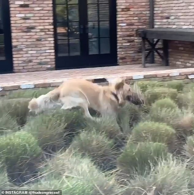 The self-proclaimed animal lover joked about Reggie as a horse after watching her jump and gallop through tall grass shortly after introducing her on Instagram.