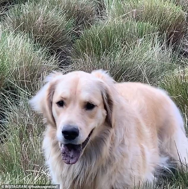 In the four years since she adopted Reggie, the beautiful golden pooch has since become the star of her Instagram feed, helping her reach the 2.5 million mark on Instagram.