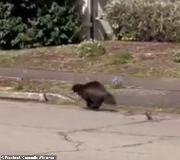 Willie Gonia, 33, saw a flash of fur running across the road in his rural Eugene neighborhood in April and ran out of his house with a camera in hand