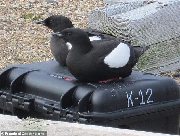 Once an advocate for the birds, Divoky has now shifted his focus to understanding and accepting the changing Arctic landscape