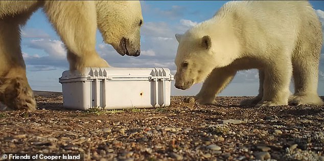 Divoky had made the boxes by cutting holes in hard-shell plastic cases, which had previously protected the birds from bears. But they have now discovered how to infiltrate