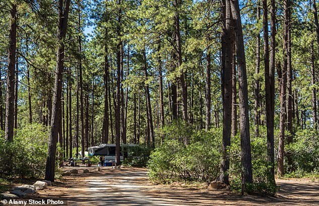 Locals use the San Juan National Forest for livestock grazing and outdoor sports such as hiking and camping.