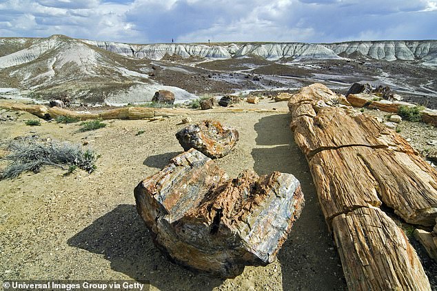 Petrified Forest National Park was established in 1906 by President Theodore Roosevelt and 56 years later in 1962 it was designated a national park