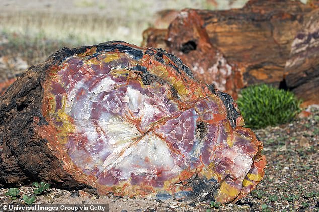 Petrified wood consists of almost solid quartz, with each piece sparkling like a giant crystal