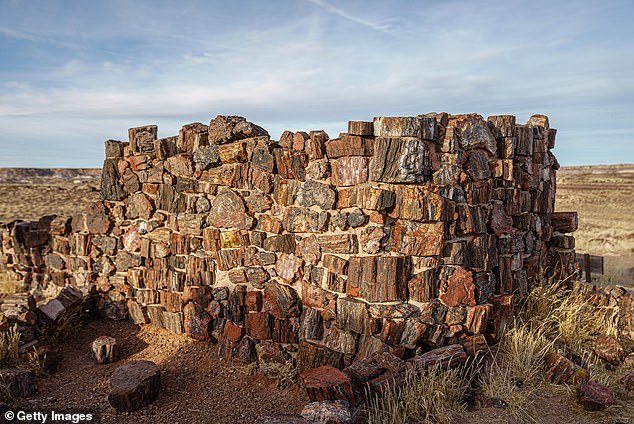 Gemstone collectors used to dynamite the logs to try to find quartz and opal, but this practice was prevented after the petrified forest was named a national monument and later a national park.