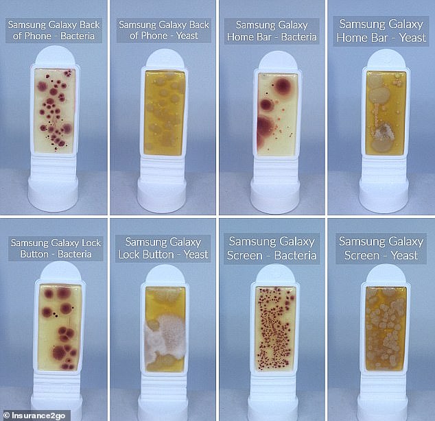 Researchers have discovered that your phone can contain up to ten times as much bacteria as the toilet seat. These images show bacterial and yeast colonies grown from samples taken from various smartphones