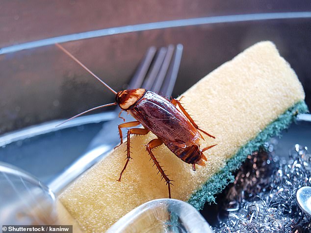 Previous research has shown that as many as one in eight cockroaches are carriers of the Pseudomonas aeruginosa bacteria (stock image)