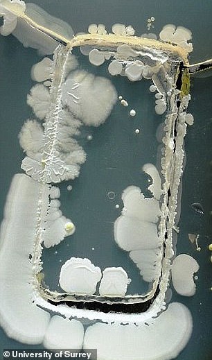 In a previous study, students printed their phones in petri dishes (pictured) to reveal what types of bacteria could be found