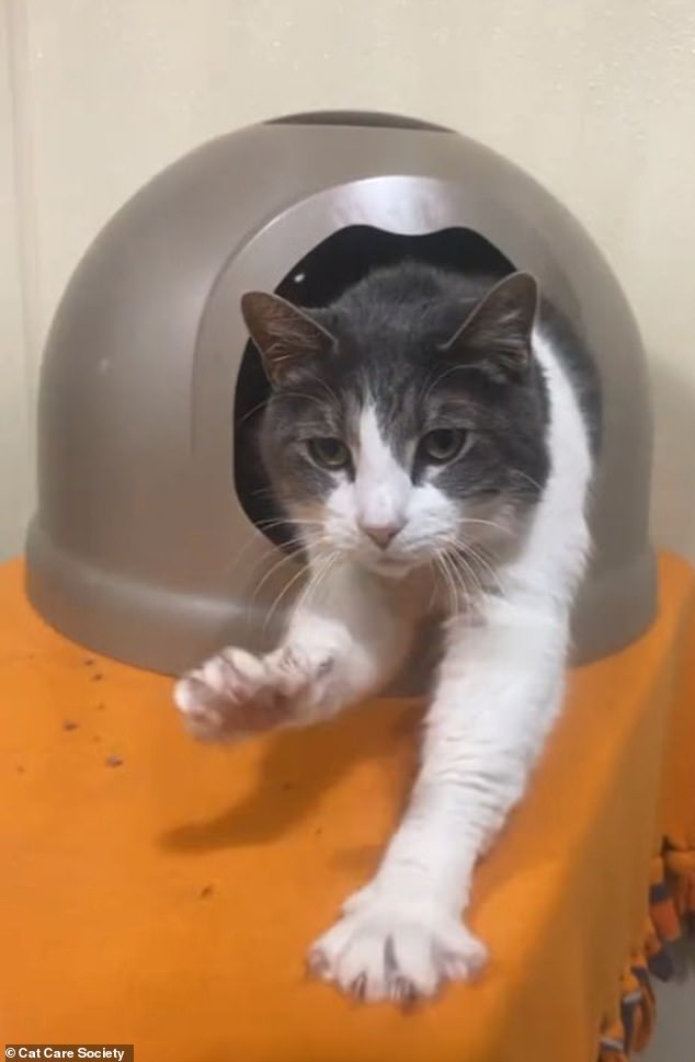 After some time, the gray and white cat quickly became more comfortable at the Cat Care Society animal shelter in Colorado and began to break away from his enclosure.