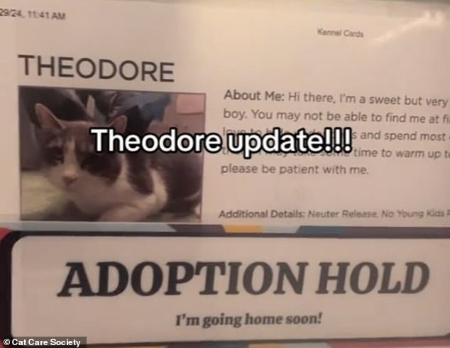 On Monday, Cat Care Society announced that Theodore is officially on adoption hiatus