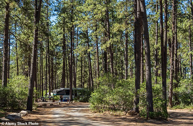 Locals use the San Juan National Forest for hiking, biking, grazing livestock and hunting. Pictured, file photo of a campsite in Mancos, Colorado