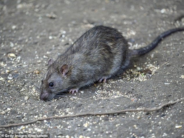 The couple discovered that Norway rats, also known as brown rats, were hiding under their floorboards (photo: stock photo of Norway rat)