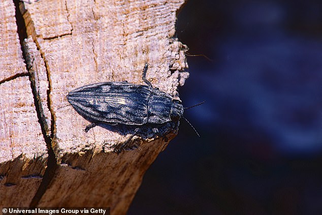 The couple was soon told that wood beetles were eating the wood in their home and they had to pay $4,500 to have it heat treated to push them out. (photo: archive photo of wood-boring beetle)