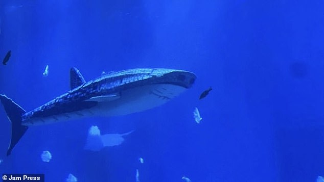 Xiaomieisha Ocean World said it was putting the robot on display because it is now banned from trading live whale sharks