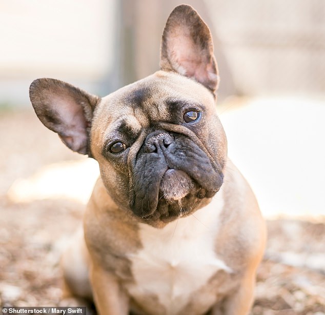 According to the expert, the 'ultimate low-maintenance companions' for a cramped living space are French Bulldogs (stock image)