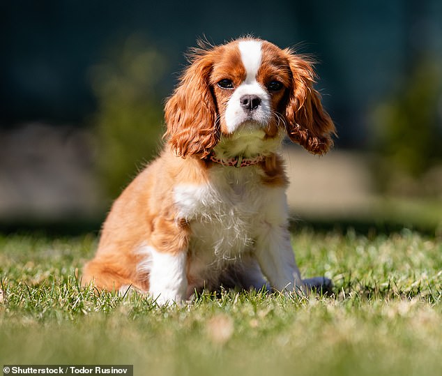 Angelo also recommended that people living in apartments adopt Cavalier King Charles Spaniels, which he described as 