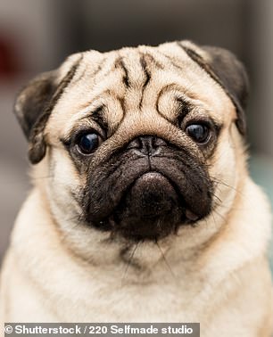 Other breeds he said adapt well to smaller homes include pugs (seen, stock photo), Shih Tzus and greyhounds.