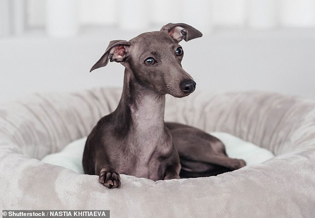 'Despite their racing background, Greyhounds are perfect for a more relaxed indoor environment,' he said of the latter (stock image)