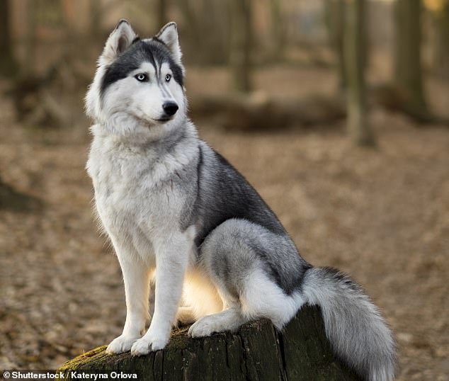 Angelo also advised against adopting Siberian Huskies if you have a small enclosure as they are 'natural explorers and vocal dogs' (stock image)