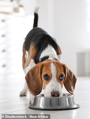 Additionally, Angelo said that Australian Shepherds, Beagles (seen, stock image) and Jack Russell Terriers are not ideal for apartments