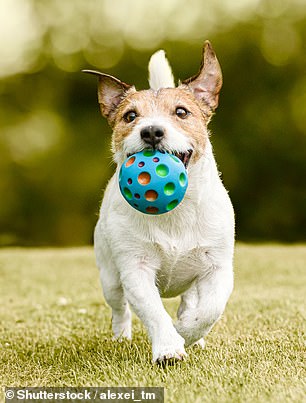 Additionally, Angelo said that Australian Shepherds, Beagles and Jack Russell Terriers (seen, stock image) are not ideal for apartments