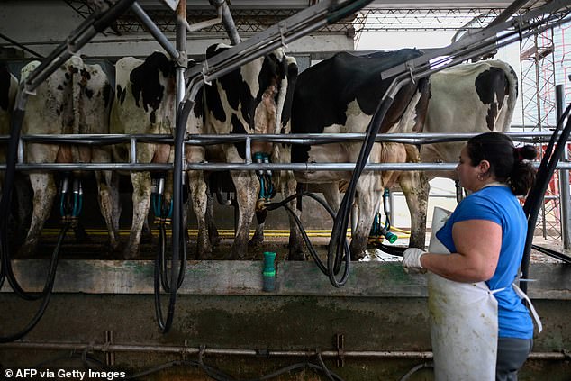 The farm value of milk has fallen since the 1970s when adjusted for inflation, putting pressure on dairy producers (photo: a worker looks at cows on a dairy farm in Argentina)