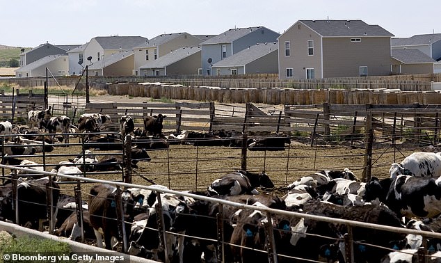 Cows are seen fencing at a dairy farm in Boise, Idaho