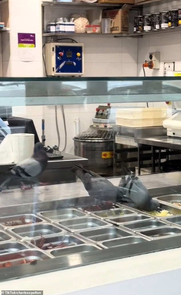 Footage of three pigeons browsing through the food and walking through the preparation area has been viewed more than 1 million times in just three days (pictured)