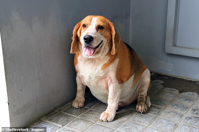 The researchers identify four breeds with a higher risk of obesity. These are pugs, beagles (photo), golden retrievers and English springer spaniels