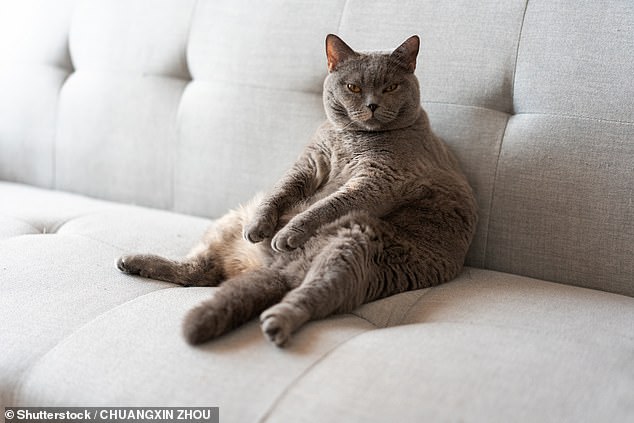 The report also shows that 43 percent of cats are overweight – an increase of three percent compared to 2014