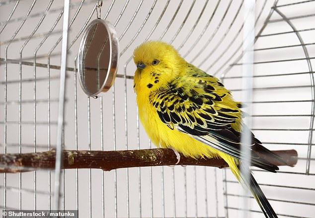 According to the report, nine percent of pet birds carry excess pounds. In the photo: a fatter budgerigar