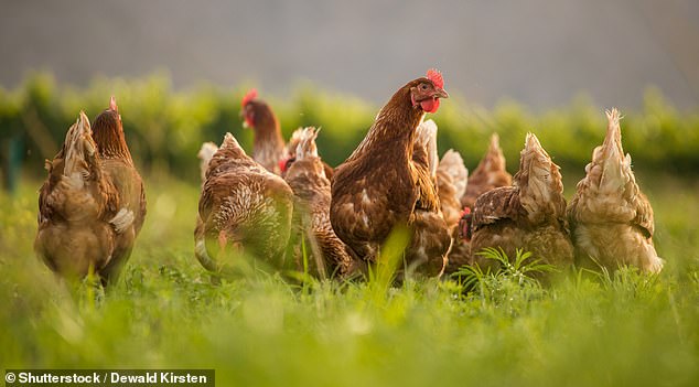 Nationally, bird flu has infected more than 100 million birds in 48 states