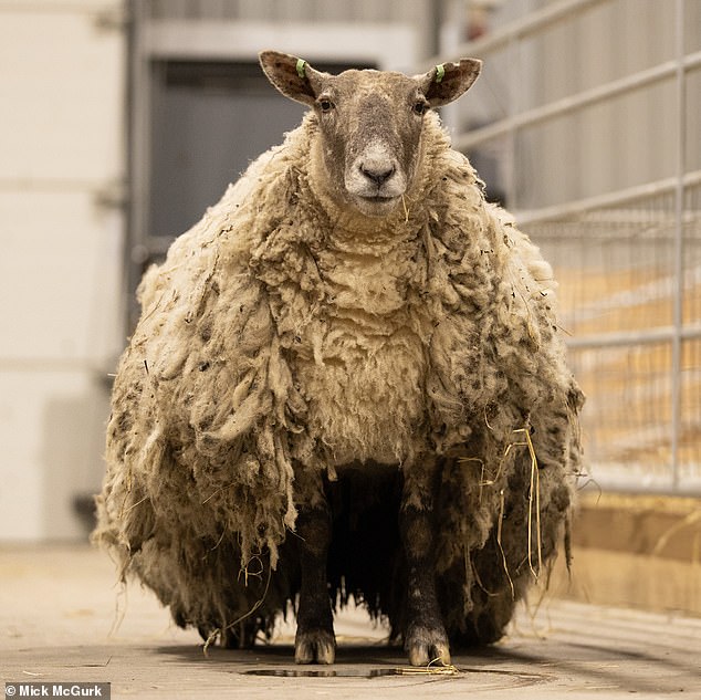 Fiona was in desperate need of a shave after her rescue last year