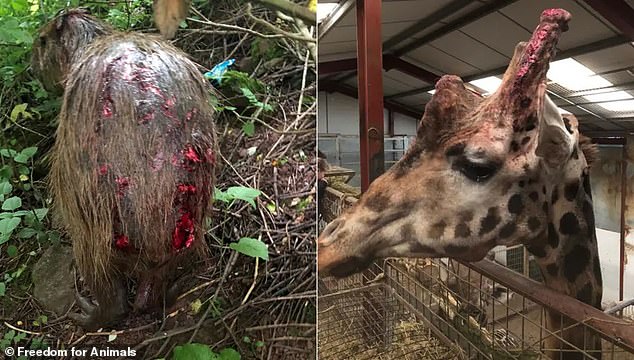 1729116735 79 Harrowing images reveal scale of alleged animal abuse at Britains