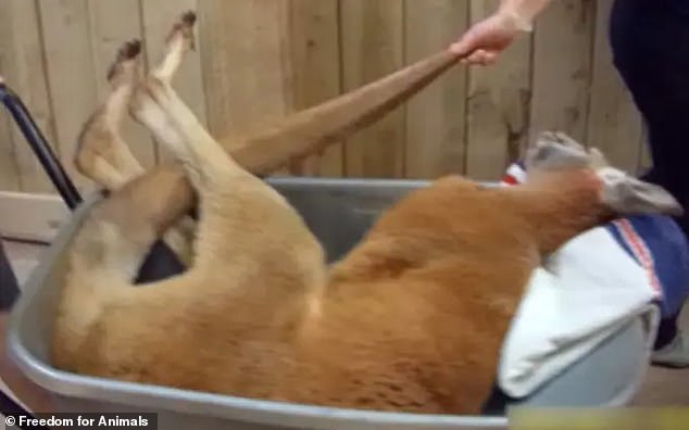 A kangaroo is transported via a wheelbarrow at the zoo (photo)