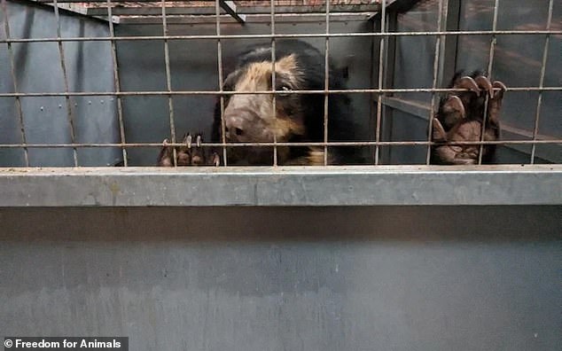 A bear in a cage at Dalton Zoo in Furness, Cumbria